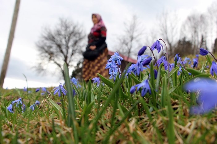 Mor Yayla'nın mavi çiçekleri, karların erimesi ile kendini gösterdi