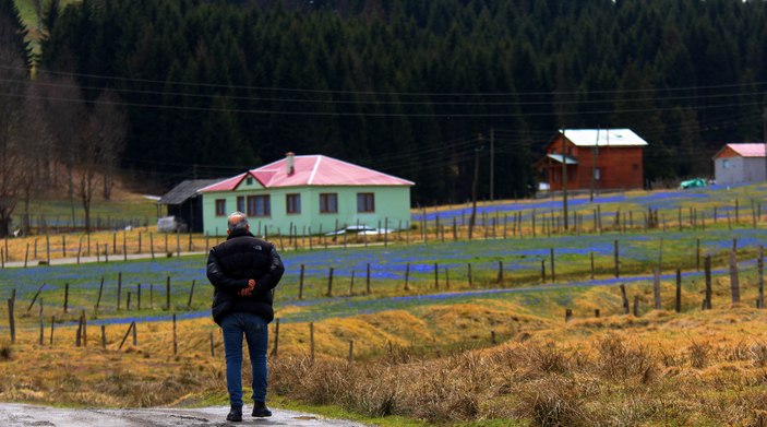 Mor Yayla'nın mavi çiçekleri, karların erimesi ile kendini gösterdi