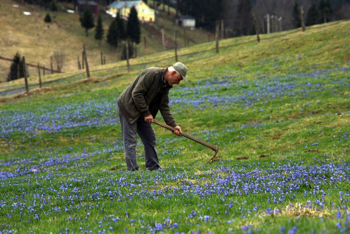 Mor Yayla'nın mavi çiçekleri, karların erimesi ile kendini gösterdi