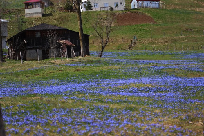 Mor Yayla'nın mavi çiçekleri, karların erimesi ile kendini gösterdi