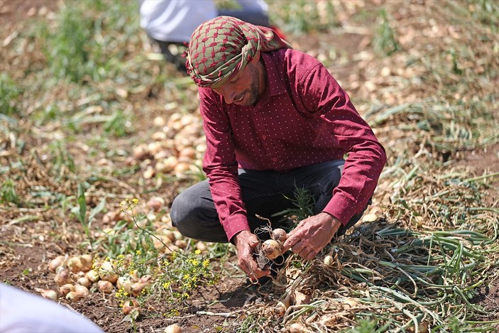 Ürün fazlalaştığında fiyat düşer! Adana ve Hatay'daki soğan hasadı devam ediyor