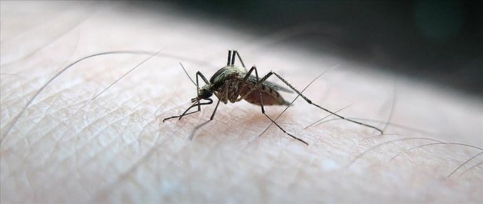 Sıtmayı daha hızlı bulaştıran sivrisinek türü Gana'da ortaya çıktı