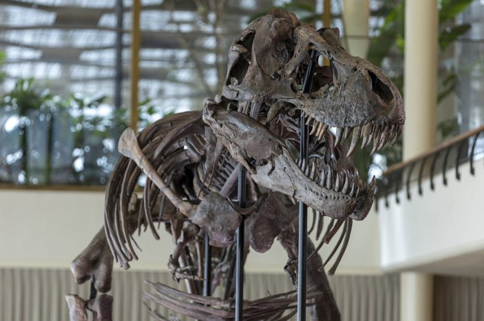 T-Rex cinsi dinozor iskeleti 6,2 milyon dolara satıldı