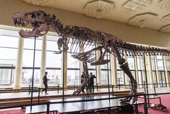 T-Rex cinsi dinozor iskeleti 6,2 milyon dolara satıldı