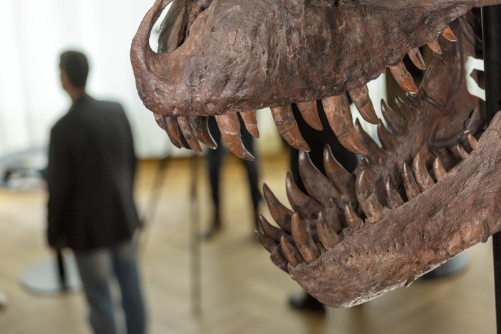 T-Rex cinsi dinozor iskeleti 6,2 milyon dolara satıldı