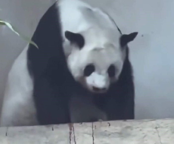Tayland'da dev panda Lin Hui, 21 yaşında hayatını kaybetti