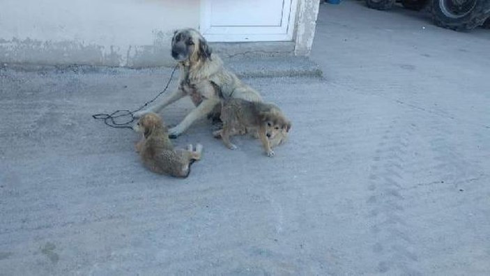 Köpeğe cinsel saldırı sanığına 5 ay hapis ve 600 TL ceza #2