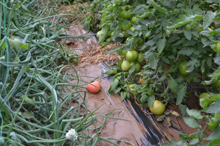 Antalya'da sağanak yağış sonrasında domates serası sular altında kaldı