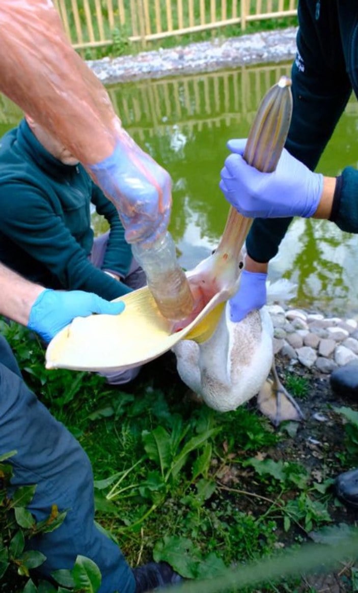 Kocaeli Ormanya'da bulunan bir pelikanın midesinden pet şişe çıktı