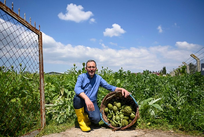 Urla'da enginar festivaline katılan Mehmet Kasapoğlu, hasat yaptı