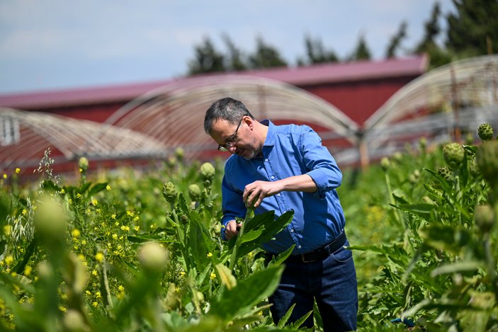 Urla'da enginar festivaline katılan Mehmet Kasapoğlu, hasat yaptı