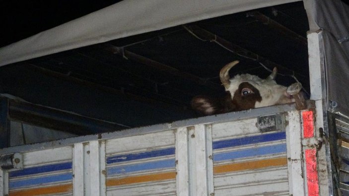 Uşak'ta otomobil büyükbaş hayvan yüklü kamyonete çarptı: 5 kişi yaralandı