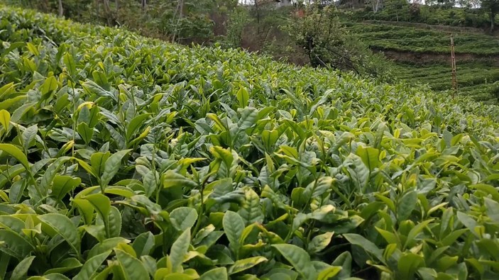 Doğu Karadeniz’de çay hasadı dönemi yaklaşıyor