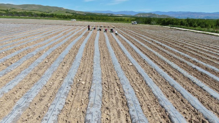 Elazığ'da mevsimlik işçi bulunamıyor