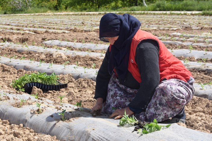 Elazığ'da mevsimlik işçi bulunamıyor