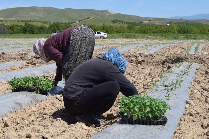 Elazığ'da mevsimlik işçi bulunamıyor