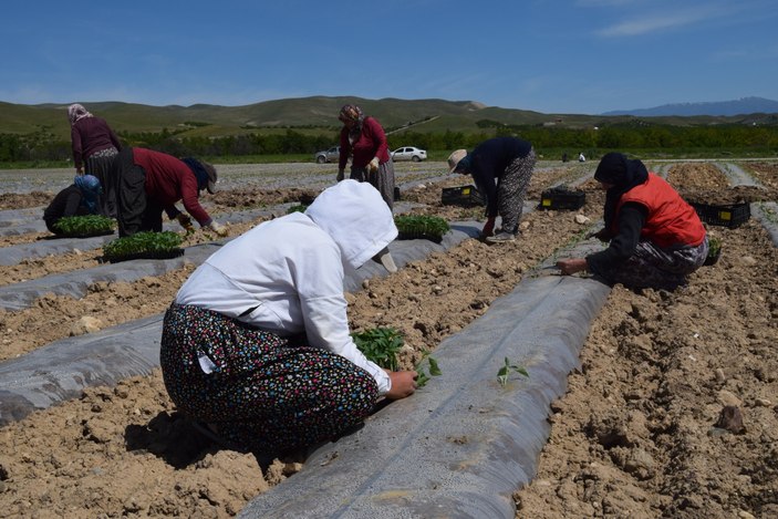 Elazığ'da mevsimlik işçi bulunamıyor