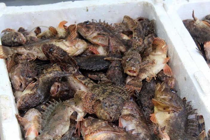 Dışındaki zehre rağmen etinin lezzetiyle bilinen iskorpit balığı tezgahlarda yerini aldı
