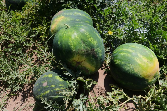 Tescilli Adana karpuzunda hasat başladı: Kilosu 6 liradan satılıyor