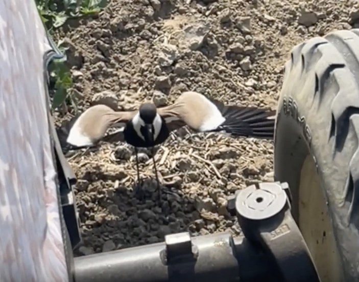 Manisa'da yuvasını korumak isteyen kuş tarlada çalışan traktörü durdurdu