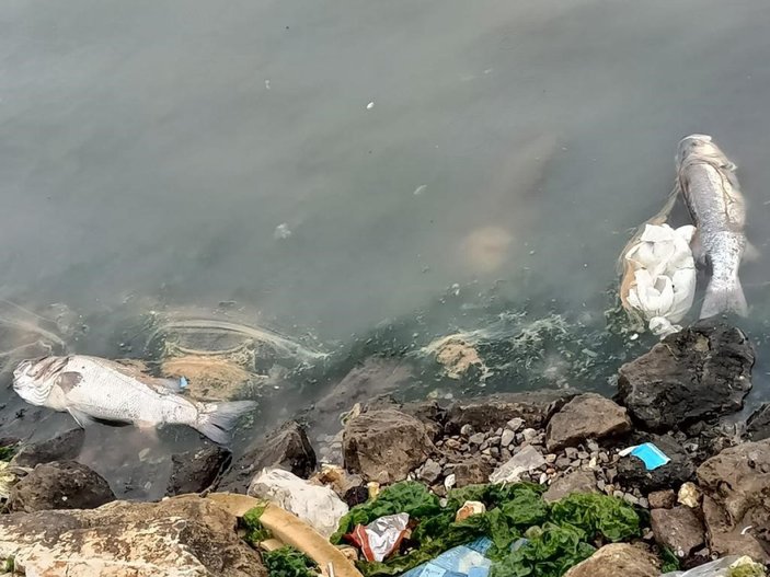 İzmir'de dere ve deniz kirliliği, tepkiye yol açıyor