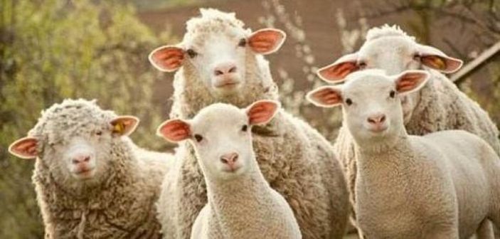 Kurban keserken nelere dikkat edilmelidir?