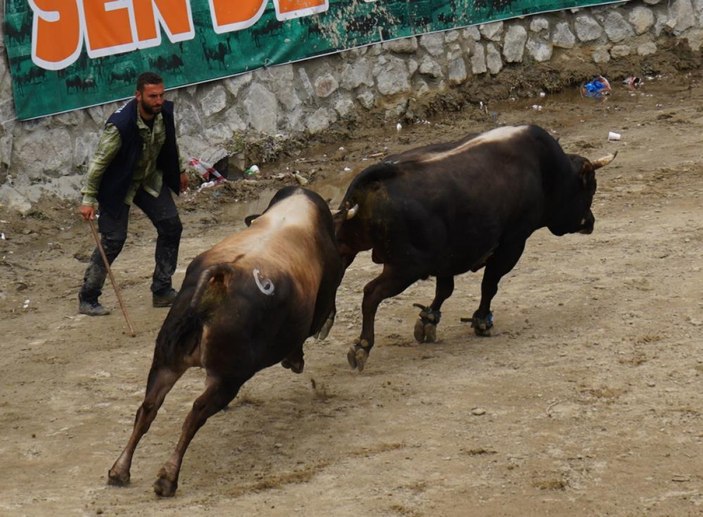 rizede boga guresi renkli goruntulere sahne oldu efb34777