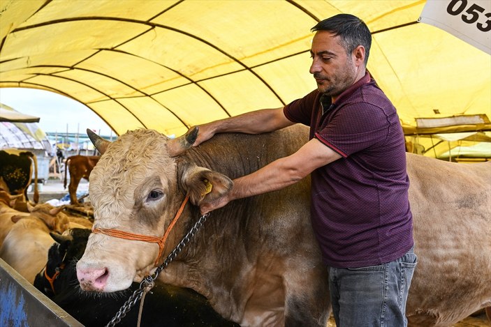 Kurbanlık seçiminde dikkat edilmesi gereken hususlar