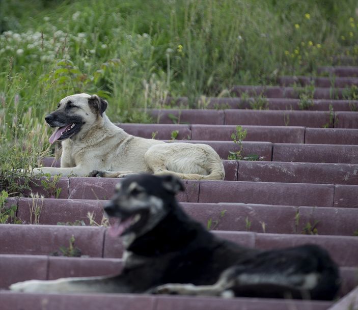 Ankaral�lar ba��bo� k�pek sorununun ��z�lmesini istiyor