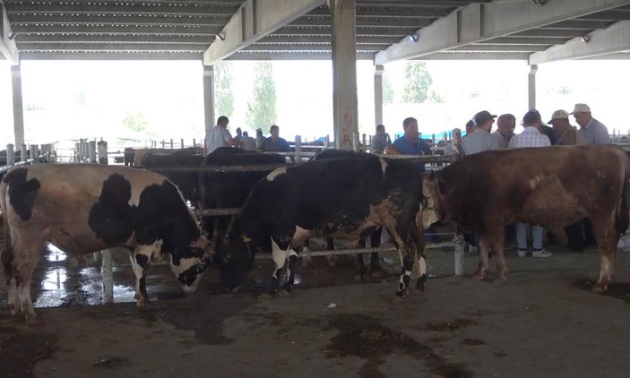 Kırıkkale'de elde kalan kurbanlıkların fiyatı maliyetine düşürüldü