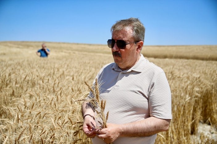 Mustafa Destici, Eskişehir'de buğday hasadına katılıp biçerdöver kullandı