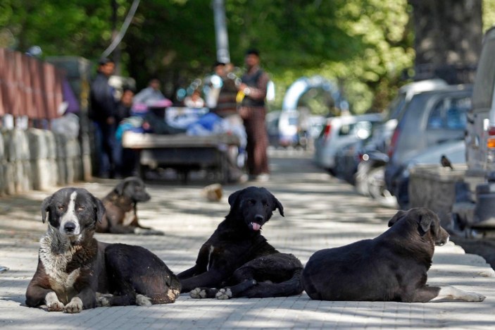 İstanbul Valisi Davut Gül talimatı verdi: Başıboş sokak köpekleri toplanacak
