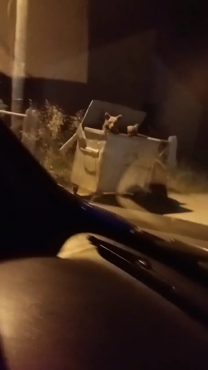 Bursa'da otomobilin önüne atlayan ayı panik yaşattı