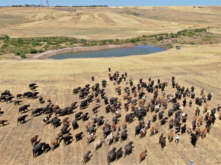 Diyarbakır’da mandaların görünüşü Afrika’yı andırdı