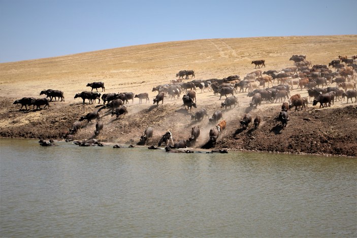 Diyarbakır’da mandaların görünüşü Afrika’yı andırdı