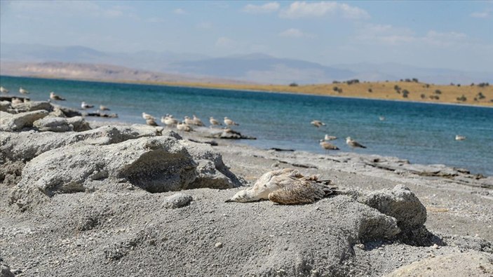 Van'da hava sıcaklığı martı ölümünü etkiledi