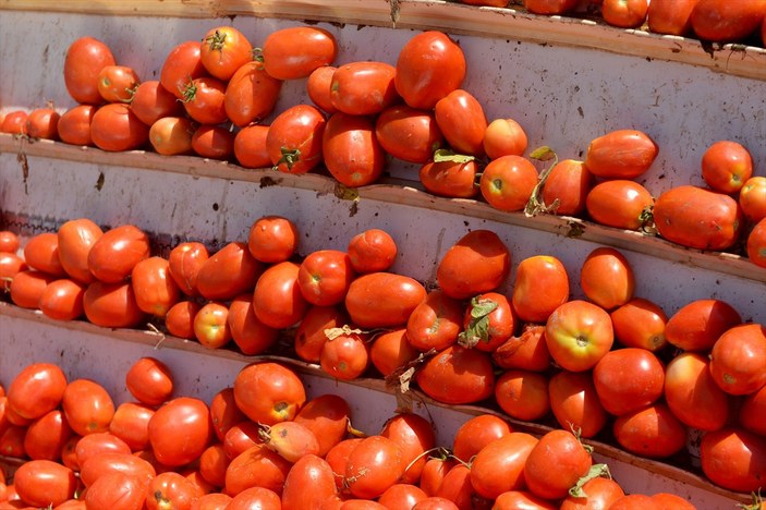 Kahramanmaraş'tan kurutulmuş domates ihracatı görsel şölen sundu