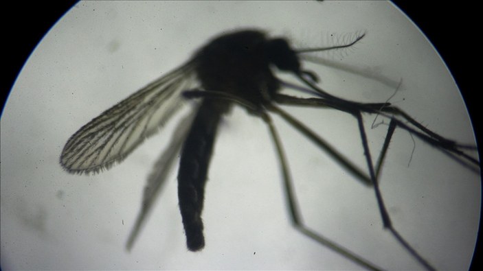 Asya kaplan sivrisineğine karşı önlem! Plastik atıkların içindeki suya dikkat