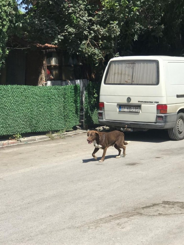 Antalya'da sokak köpeği 11 yaşındaki Hasan'a saldırdı: Baldırından et koparıldı