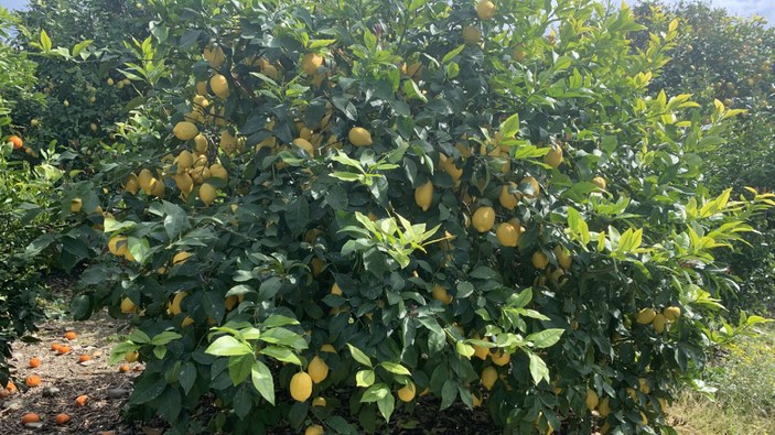 Hatay'da tüccar limon için 3 TL fiyat biçti: Ağaçları sökerek tepki gösterdi
